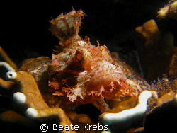 Scorpionfish with  sparkling eyes, taken with Canon S70 ,... by Beate Krebs 